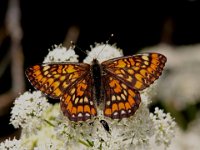 0005 Grosser Maivogel (W)